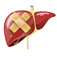 Liver Health